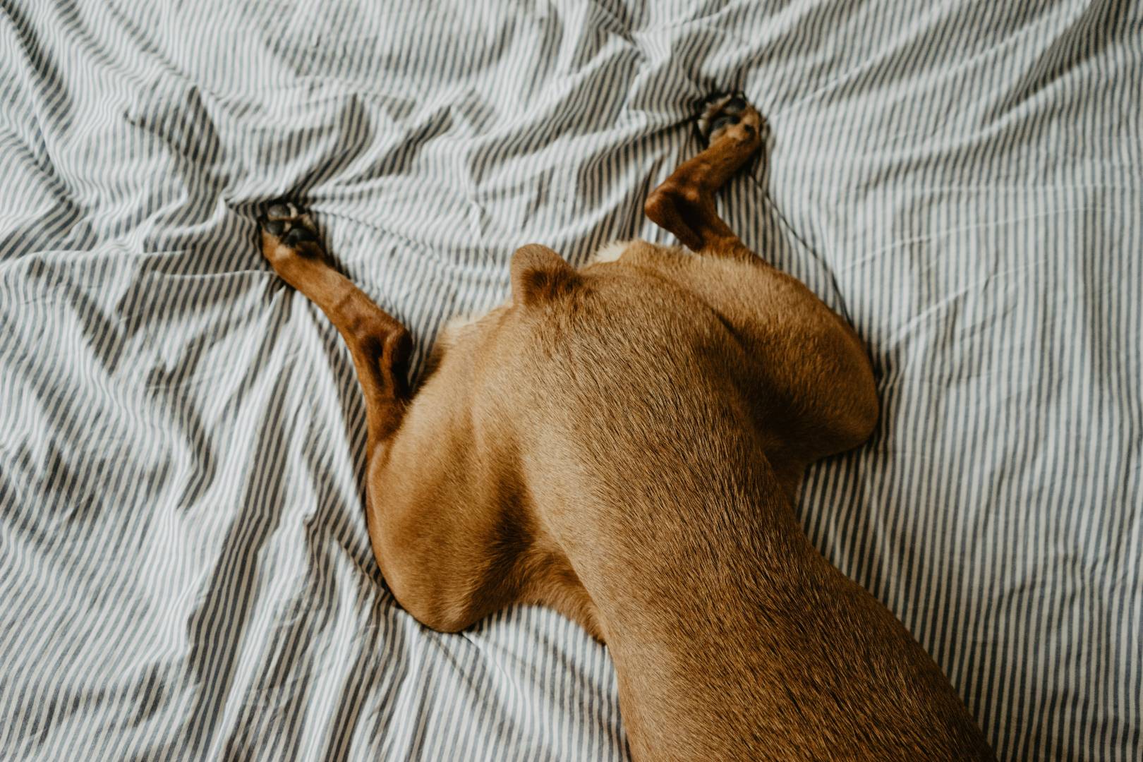 ¿Por qué los perros duermen en posiciones tan extrañas?